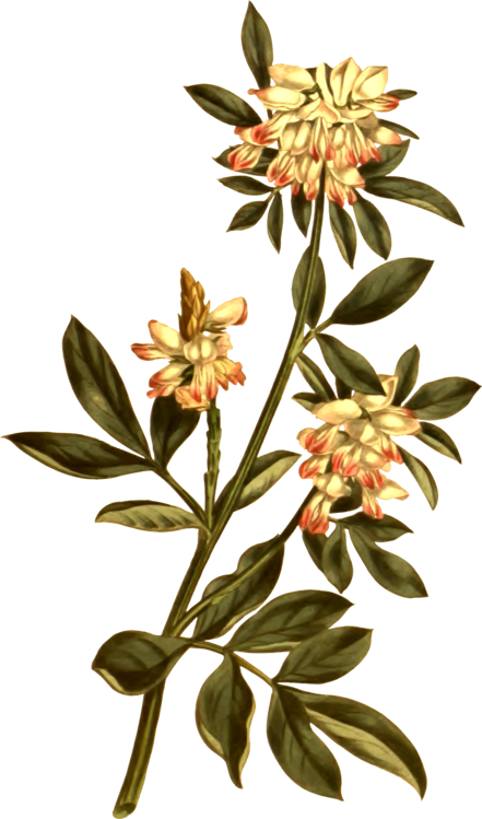 Drawing Flower Botany Curtis's Botanical Magazine Art (441x749), Png Download