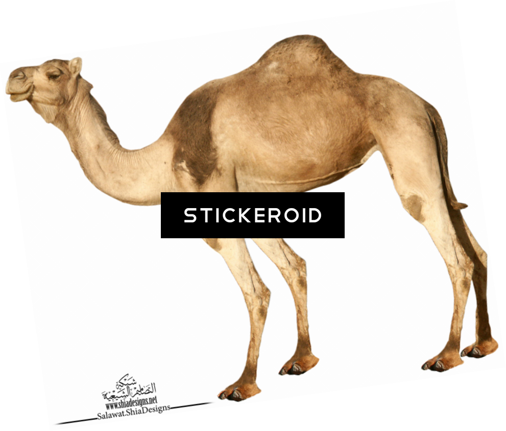 Camel (991x843), Png Download