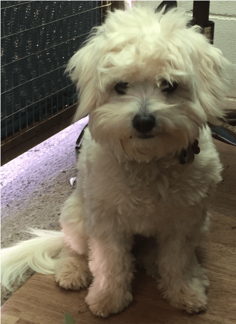 Coco Small Female Terrier (638x638), Png Download