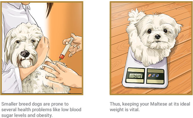 Maltese (668x547), Png Download