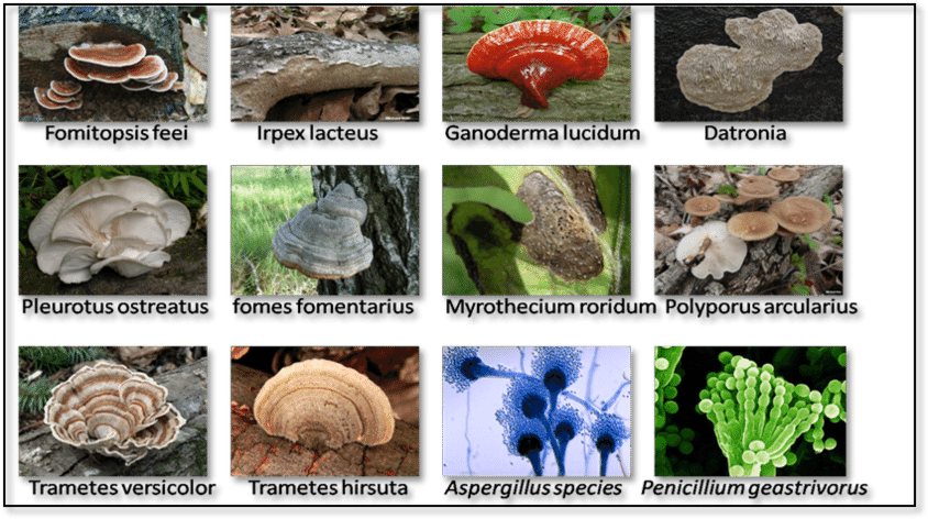 12 Types Of Fungi Which Are Used For The Food Dye Adsorption (850x478), Png Download