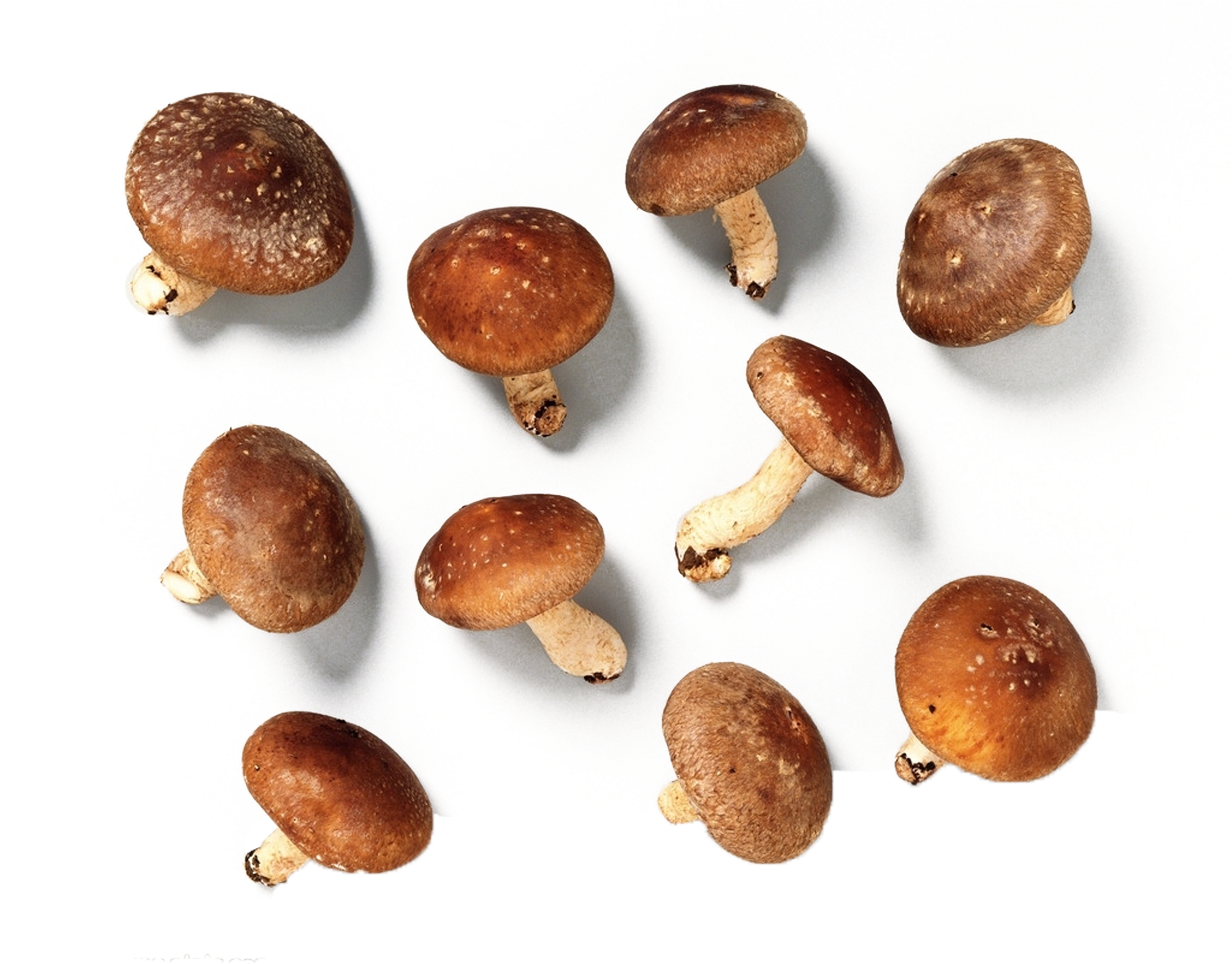 Mushroom Vegetable Shiitake Real Products (2133x1706), Png Download