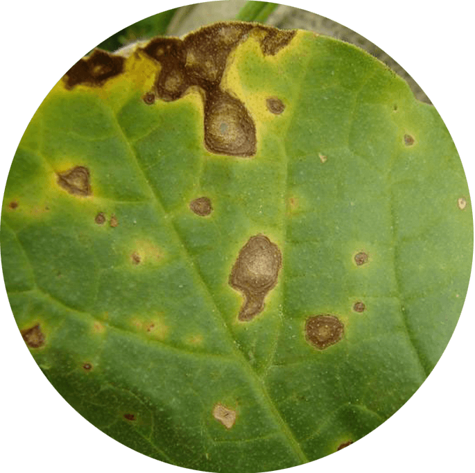 Alternaria Is A Fungus That Can Spread Rapidly, Mainly (685x682), Png Download