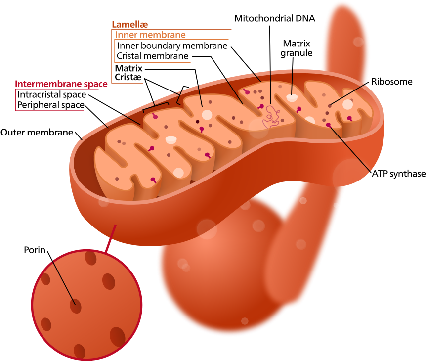 1 Structure Of A Typical Mitochondrion (898x768), Png Download