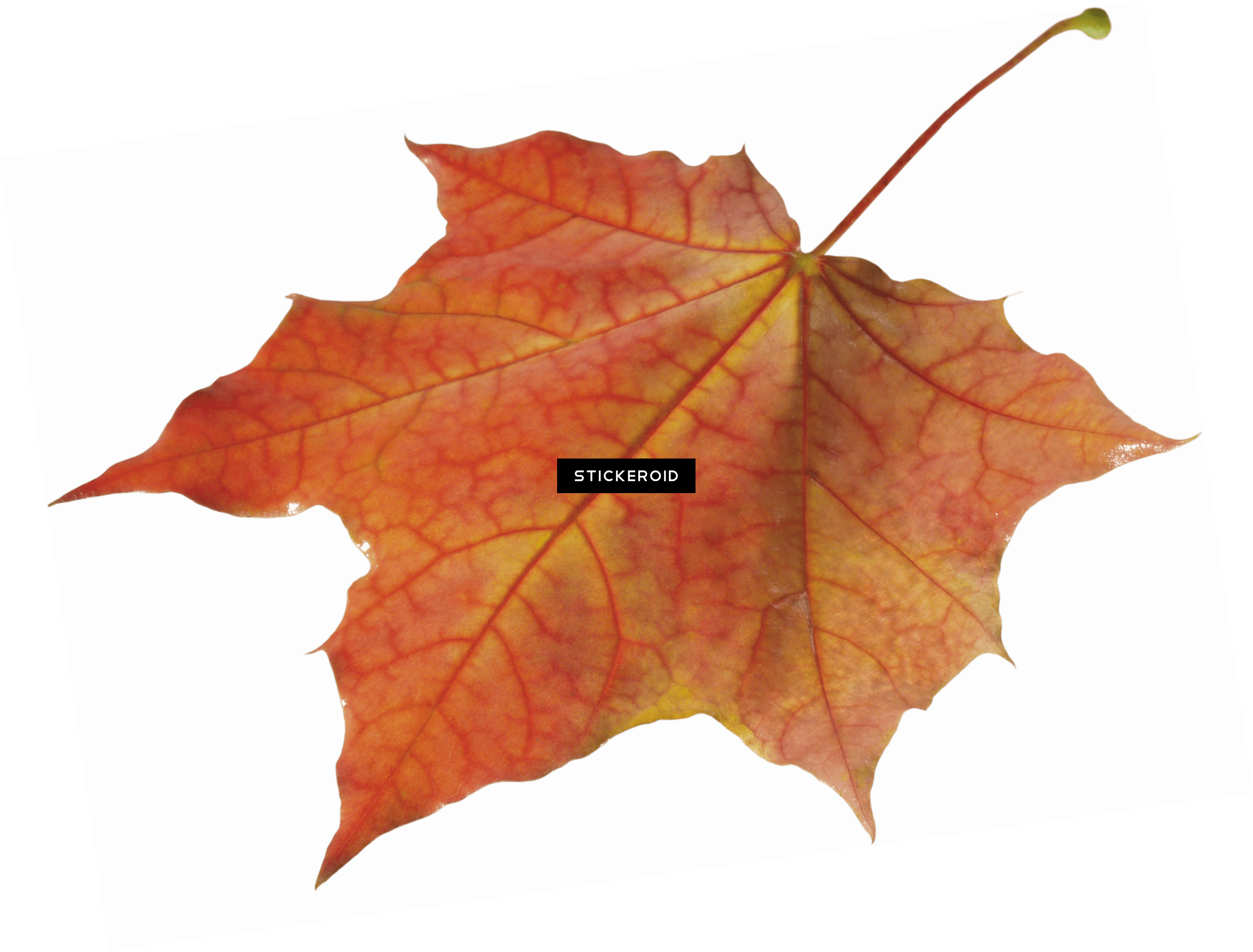 Autumn Leaves Solo Left (3259x2477), Png Download