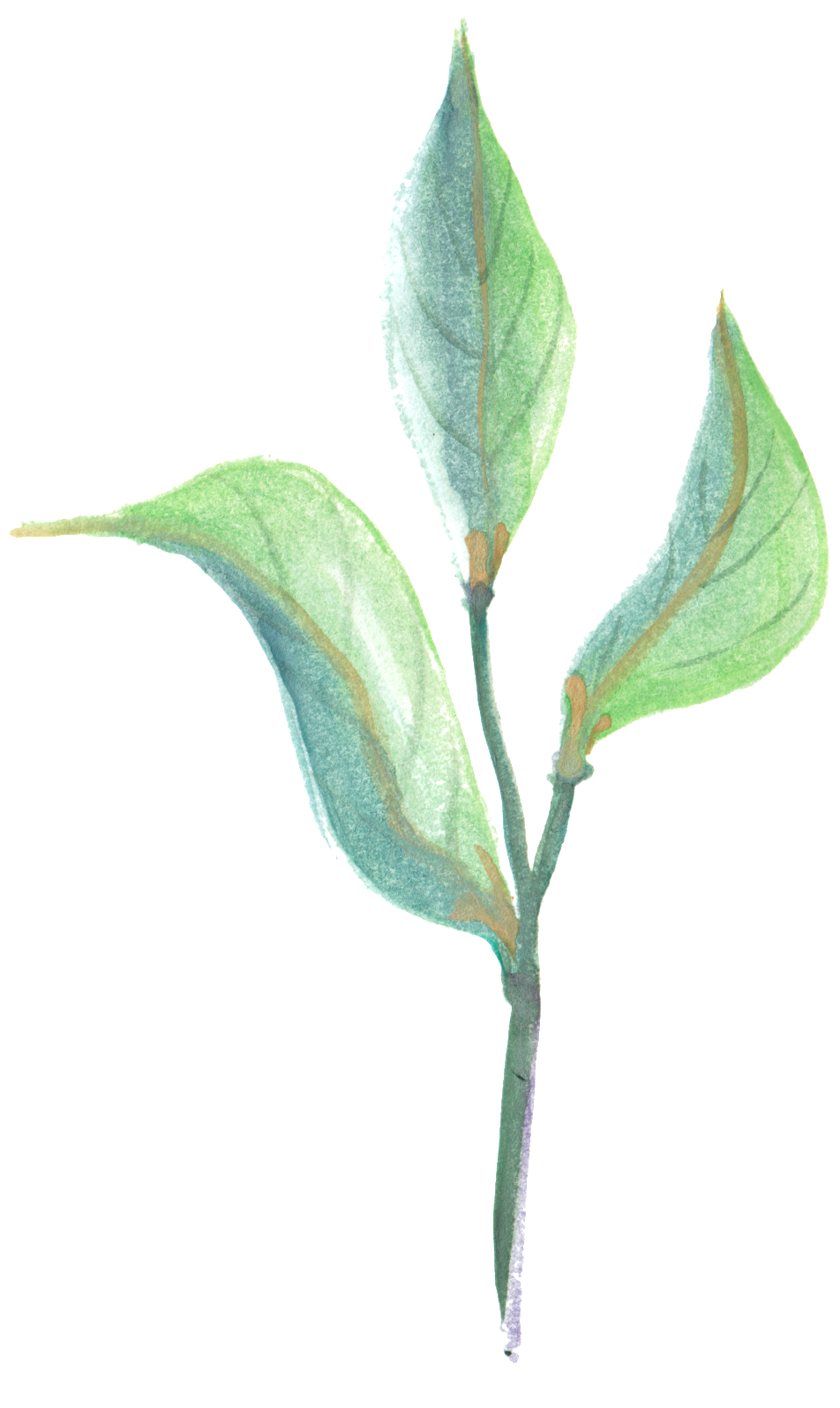 Curved Branches And Leaves Transparent Decorative (1024x1594), Png Download