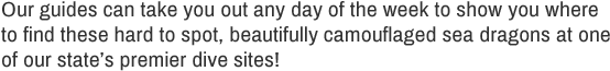 Leafy Sea Dragon Text (960x350), Png Download