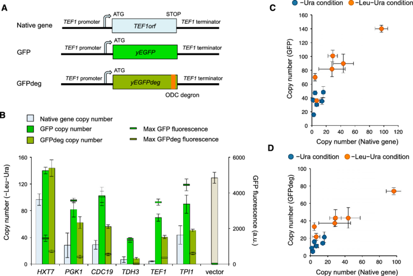 Protein Burden Causes Dosage Sensitivity A Plasm (850x570), Png Download