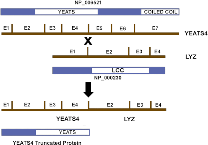 Hybrid Gene And Protein Produced By T (q15 (709x507), Png Download