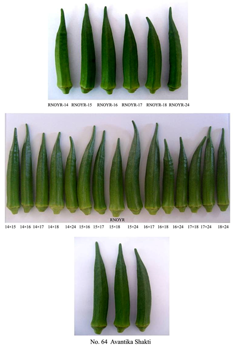 To Produce Okra (903x683), Png Download