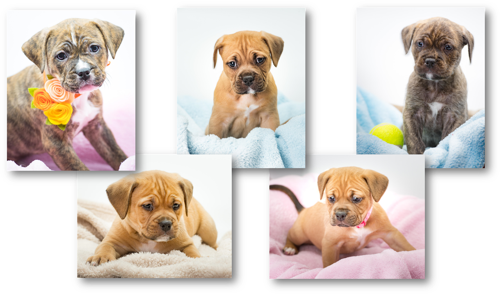 Meet The Newest Stepping Stones Pups, Rosa, Hoss, Joe, (1600x943), Png Download
