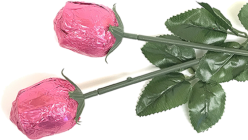 Hot Pink Foiled Belgian Chocolate Color Splash Roses - Garden Roses (500x500), Png Download