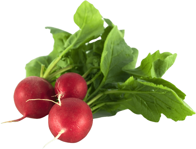 Radish Png (850x656), Png Download