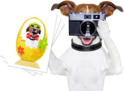 Calendar Photo Contest - Jack Russell Funny Png (413x304), Png Download