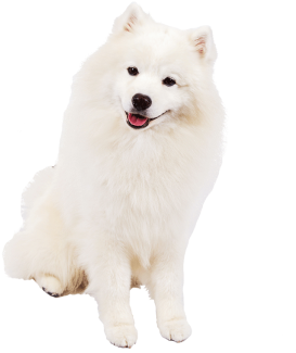 American Eskimo - American Eskimo Dog Transparent (500x333), Png Download