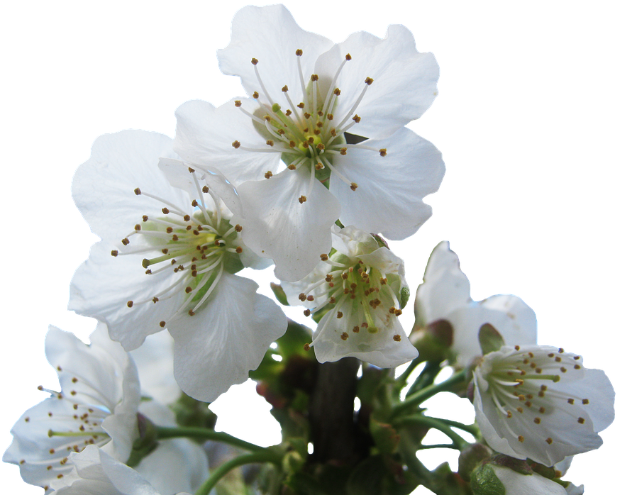 Cherry Blossom (960x720), Png Download