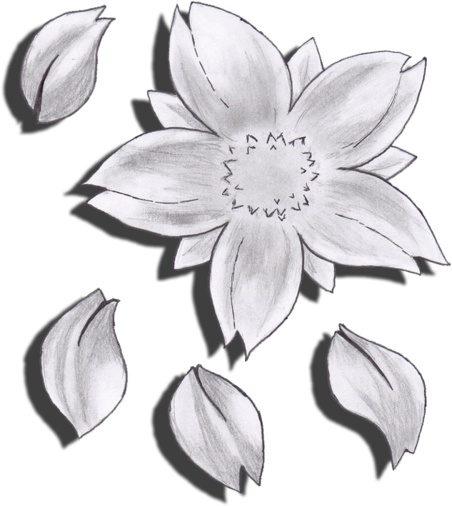 Drawn Flower Cherry Blossom - Cherry Blossom Flower Drawing (858x931), Png Download