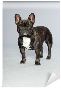 Black French Bulldog - Buldog Francuski Czarny (400x400), Png Download