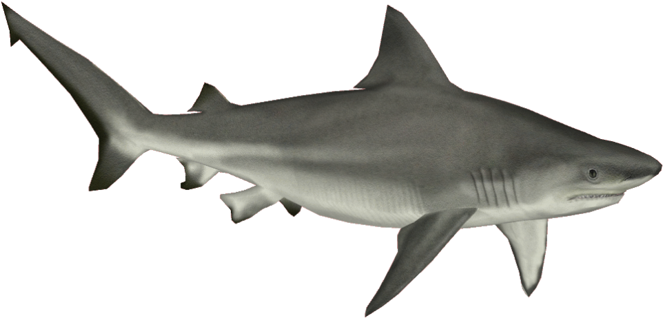 Bull Shark Png - Shark Png (961x961), Png Download
