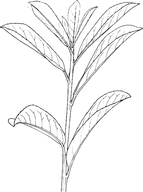 Outline, Plants, Plant, Laurel, Bush, Shrub, Shrubs - Outline Of A Plant (475x640), Png Download