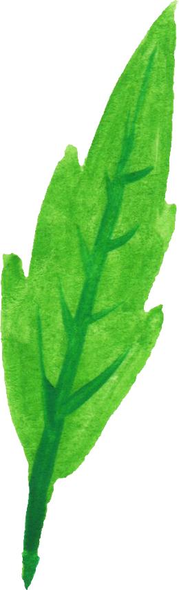 Free Download - Common Sage (260x853), Png Download
