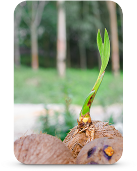 Sustainability - Coconut (300x400), Png Download