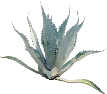 Agave Plant Png Picture Library Download - Agave Png (374x329), Png Download