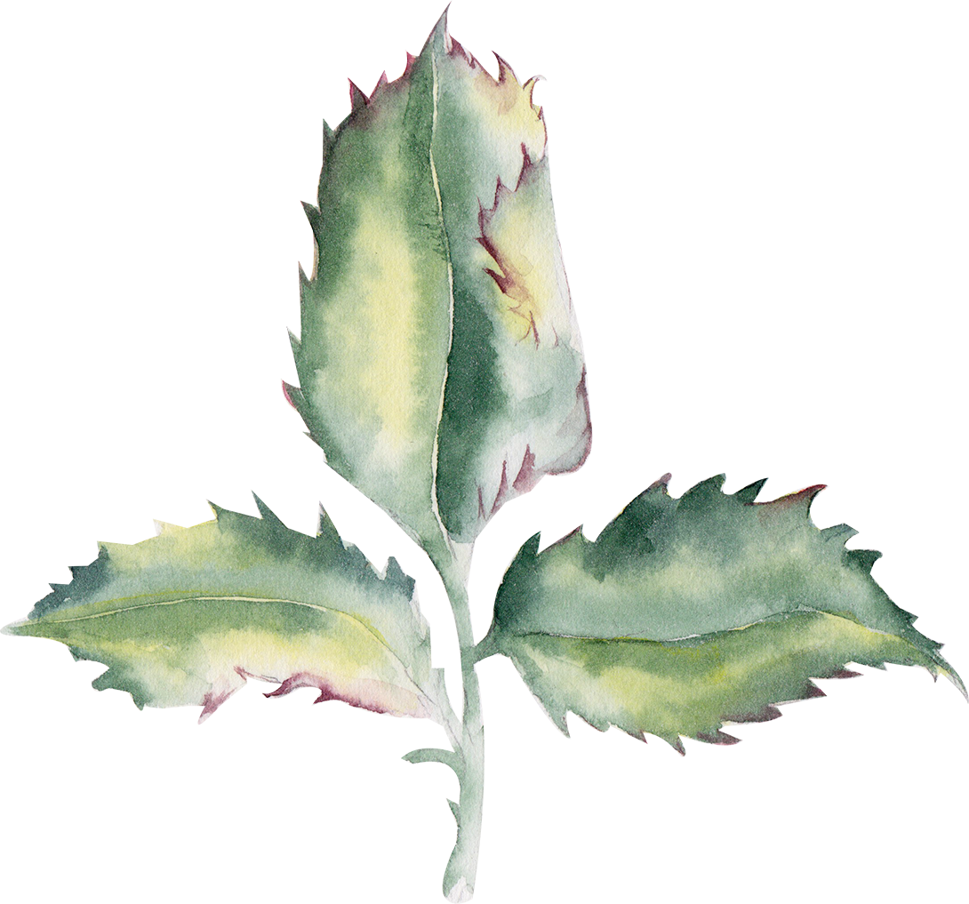 Div - Agave (1090x1017), Png Download