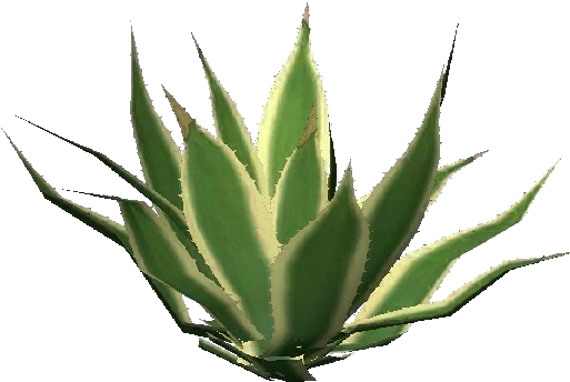 Agave Americana Marginata - Australian Aloe Vera (750x527), Png Download