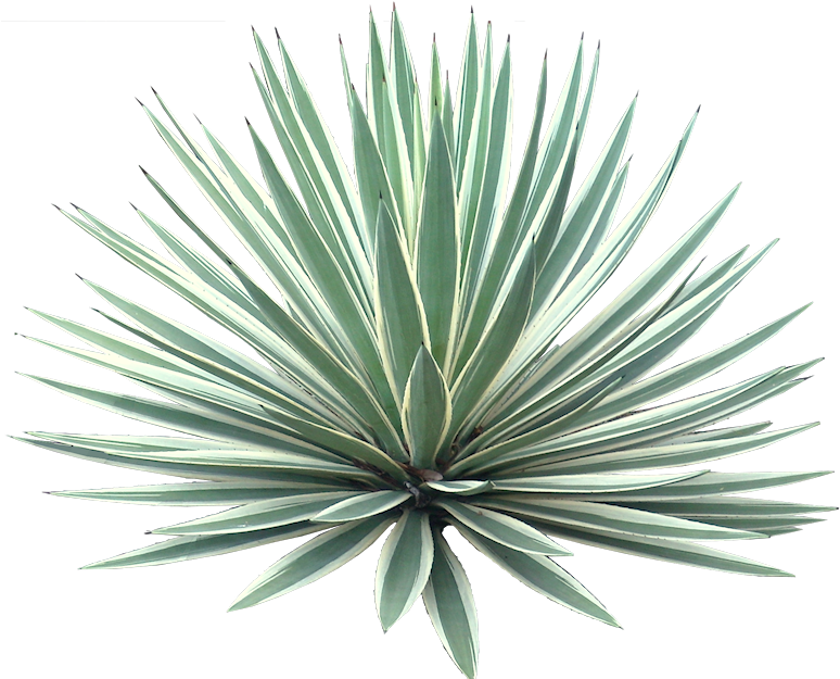 Agave Americana Marginata - Desert Plant Transparent Background (779x652), Png Download