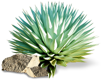 El Término Mezcal Proviene Del Náhuatl Mexcalli, Que (400x344), Png Download