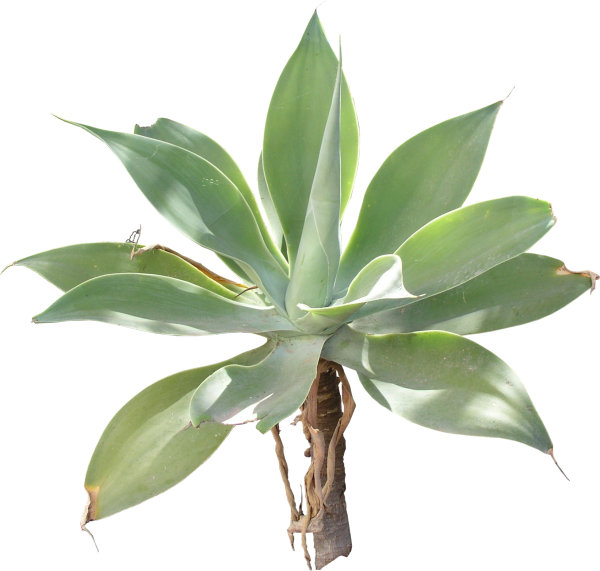 Agaves, 3d Artist, Landscape Designs, Plants - 3d Computer Graphics (600x571), Png Download
