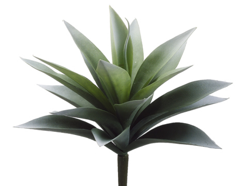 11" Agave Plant With 19 Leaves Frosted Green - Silk Plants Direct Agave Plant - Green Frosted - Pack (800x800), Png Download
