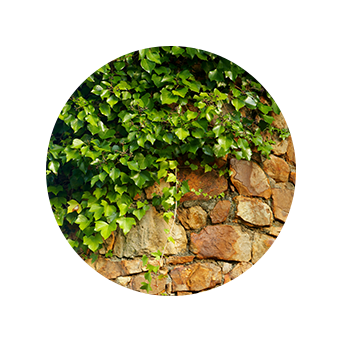 Shrubs And Climbers - Water From An Ancient Well: Celtic Spirituality (363x376), Png Download