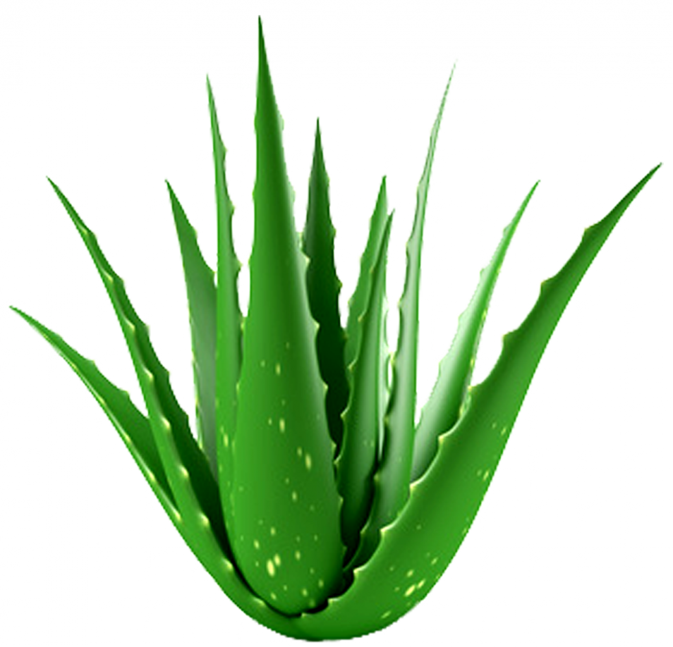 Aloe Plant Hypehair - Aloe Vera Plant (954x918), Png Download