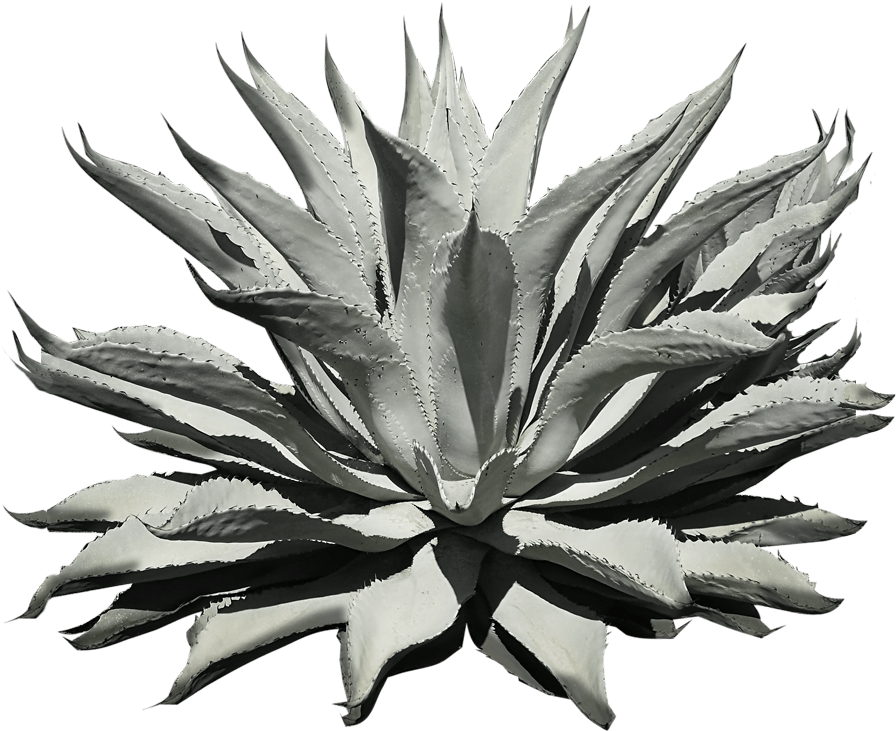 Agave Azul (1201x1201), Png Download