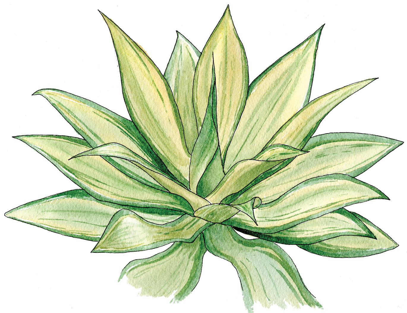 Agave - Share - Agave (1370x1055), Png Download