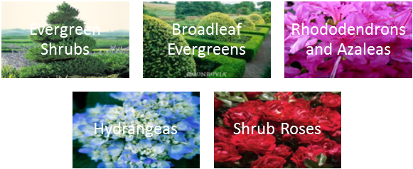 Shrubs Of Many Varieties To Fit All Your Need - Alpine Forget-me-not (584x336), Png Download