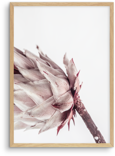 Abstract Protea No I - Poster (481x600), Png Download