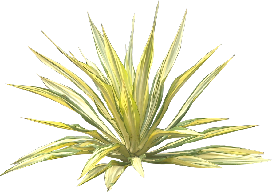 Jual Pohon Agave - Furcraea Foetida Png (900x633), Png Download