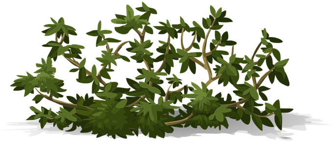 Bush Leaves Shrub Green Greenery Nature Pl - Shrub (680x340), Png Download