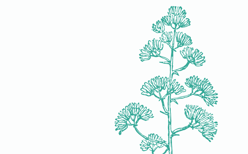 Agave Fondo Agave Pills - Illustration (864x536), Png Download