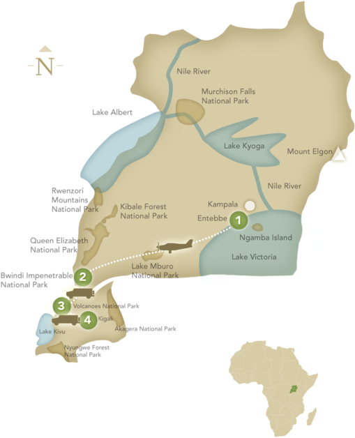Magical Encounters With Mountain Gorillas Are The Center (600x743), Png Download