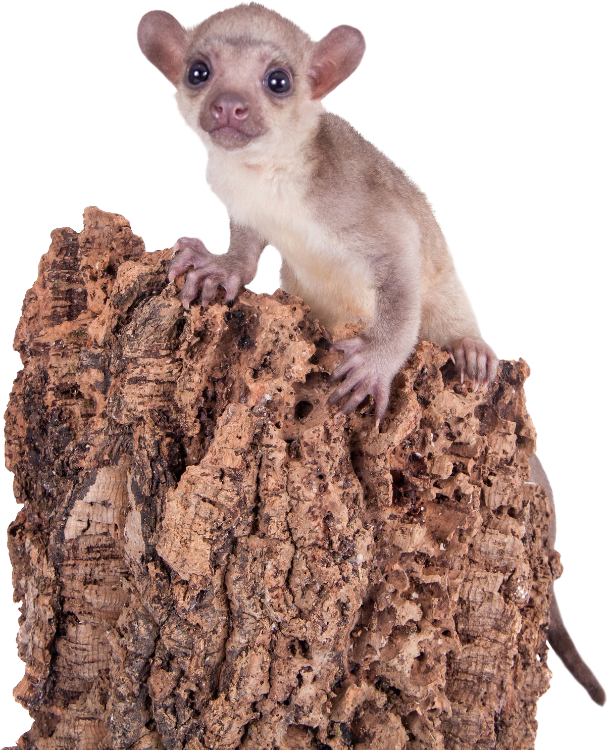 Ark Png (1924x1924), Png Download