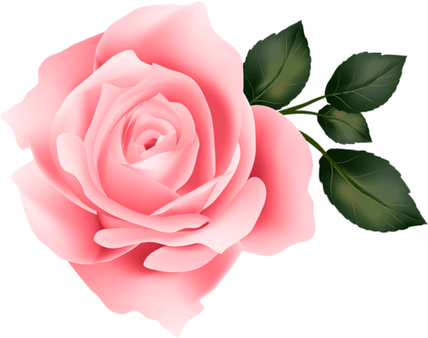 Free Png Pink Rose Png Images Transparent (850x669), Png Download