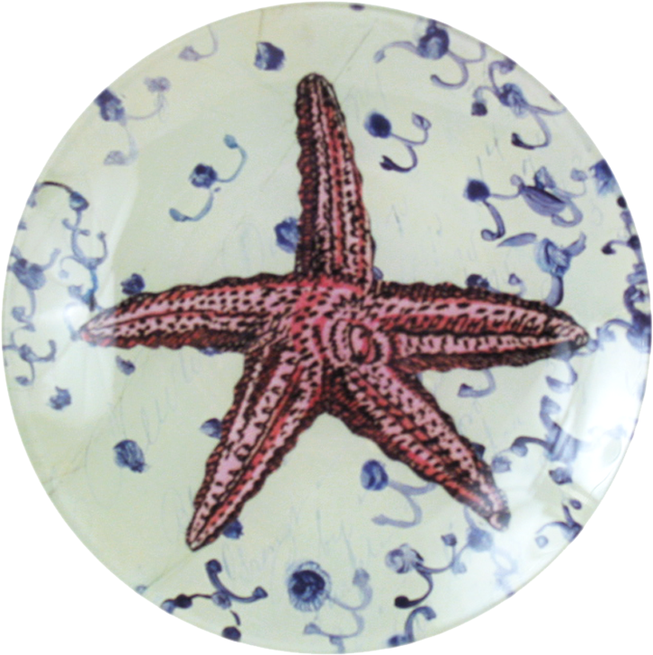 #6 Starfish John Derian Company Inc (800x800), Png Download