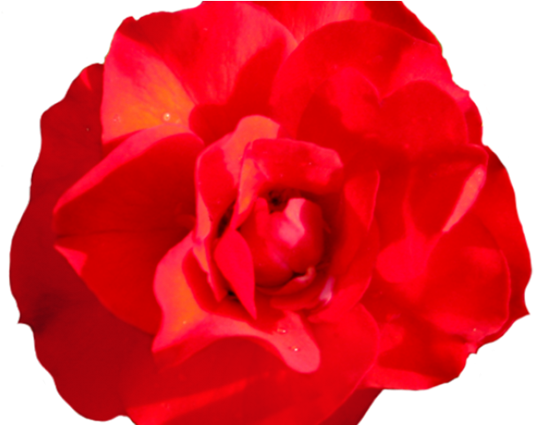 Red Rose Clipart Head (640x480), Png Download