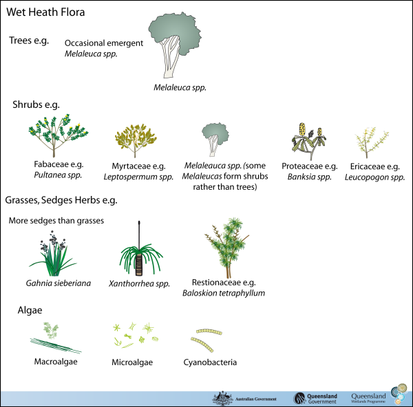 Characteristic Species Include Melaleuca Thymifolia, (600x592), Png Download