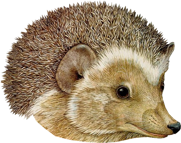 Hedgehog Png (628x510), Png Download