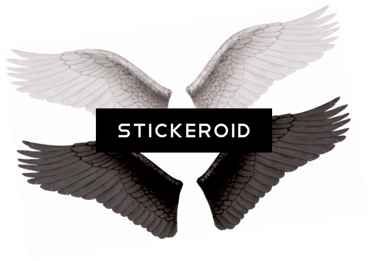 White Wings (752x532), Png Download